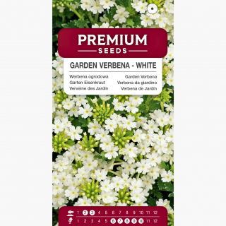 Werbena ogrodowa - biała - 120 nasion