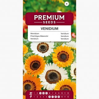 Wenidium - 130 nasion