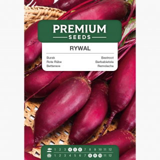 Burak ćwikłowy - Rywal - 500 nasion