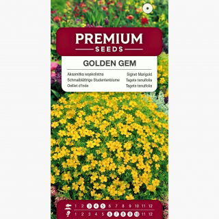 Aksamitka wąskolistna złotożółta - 600 nasion