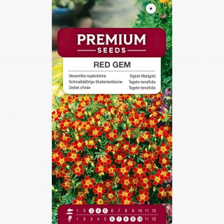 Aksamitka wąskolistna brązowoczerwona - 600 nasion