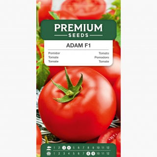 Pomidor wysoki – Adam F1 - 64 nasion