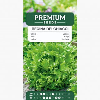Sałata lodowa Regina Dei Ghiacci - kruche liście - 475 nasion