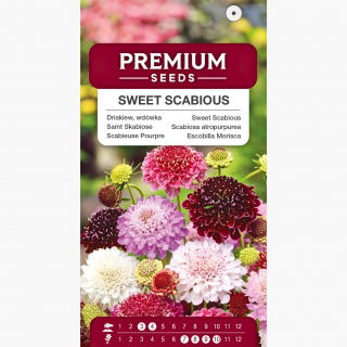 Driakiew purpurowa, wdówka - mieszanka kolorów - 110 nasion