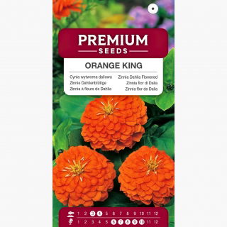 Cynia wytworna daliowa Orange King - 120 nasion