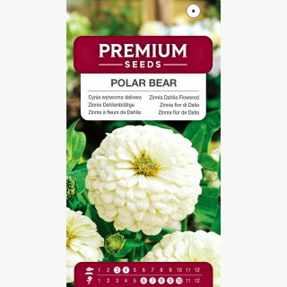 Cynia wytworna daliowa Polar Bear - 120 nasion