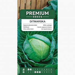 Kapusta głowiasta biała Ditmarska - 480 nasion