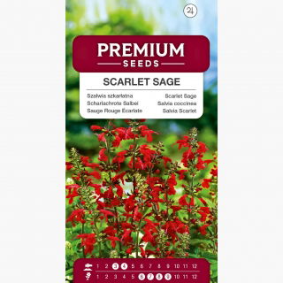 Szałwia szkarłatna - 210 nasion