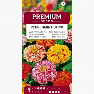 Cynia wytworna daliowa Peppermint Stick - mieszanka o kwiatach pstrych - 120 nasion
