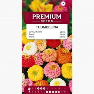 Cynia wytworna karłowa Thumbelina - 60 nasion