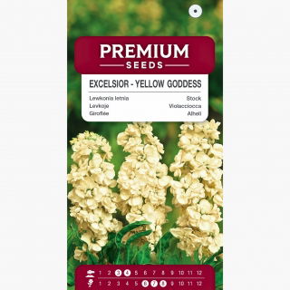 Lewkonia letnia Excelsior żółta - 300 nasion