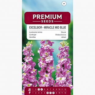 Lewkonia letnia Excelsior liliowoniebieska - 300 nasion