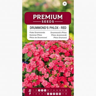 Floks Drummonda czerwony - 600 nasion