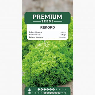 Sałata Rekord - liściowa, mocno karbowana - 900 nasion