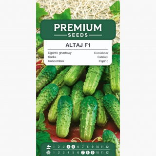 Ogórek Altaj F1 - jasnozielony, bez goryczki - 105 nasion