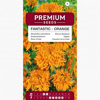 Aksamitka wzniesiona Fantastic - pomarańczowa