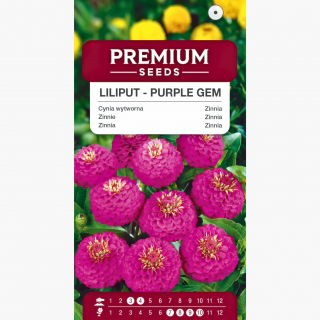 Cynia wytworna Liliput Purple Gem fioletowa