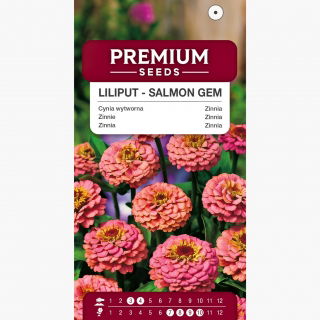 Cynia wytworna Liliput Salmon Gem łososiowa