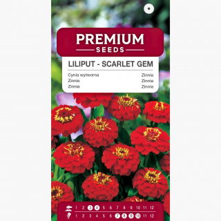 Cynia wytworna Liliput Scarlet Gem szkarłatna