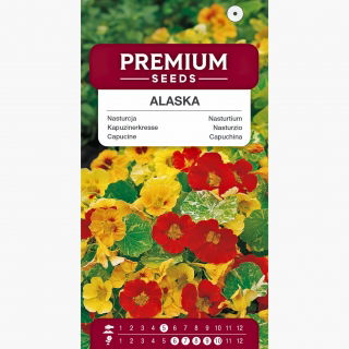 Nasturcja niska o liściach pstrych Alaska mieszanka