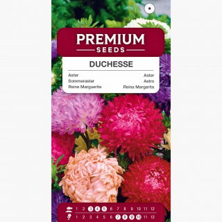 Aster Duchesse - mieszanka