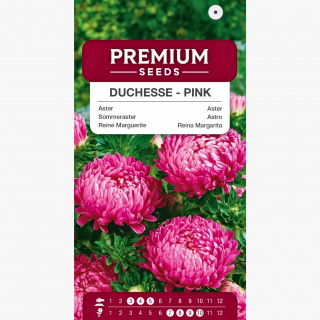 Aster Duchesse różowy