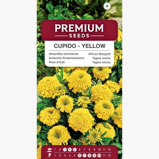 Aksamitka wzniesiona niska pełna Cupido - żółta