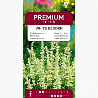 Szałwia omączona White Bedder