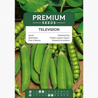 Groch Television - łuskowy o nasionach pomarszczonych