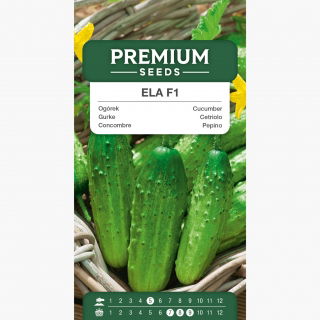 Ogórek Ela F1 - gruntowy, wczesny