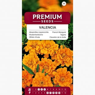 Aksamitka rozpierzchła niska Valencia