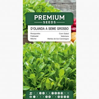 Roszponka warzywna d'Olanda a Seme Grosso