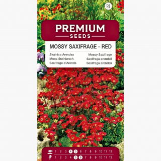 Skalnica czerwona - czerwony dywan w ogrodzie!