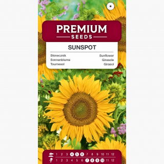 Słonecznik ozdobny Sunspot - karłowy