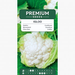 Kalafior Igloo - biały, wczesny
