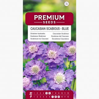 Driakiew kaukaska - niebieska