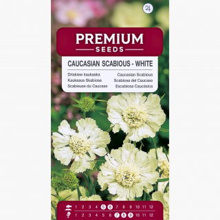 Driakiew kaukaska - biała