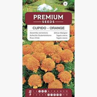 Aksamitka wzniesiona niska pełna Cupido - pomarańczowa