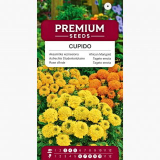 Aksamitka wzniesiona niska pełna Cupido - mieszanka kolorów