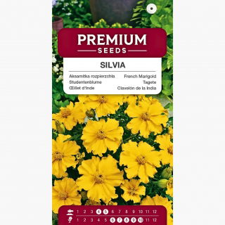 Aksamitka rozpierzchła pojedyncza Silvia