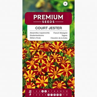 Aksamitka rozpierzchła pojedyncza Court Jester