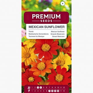 Titonia - mieszanka kolorów