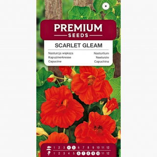 Nasturcja większa pełna Scarlet Gleam