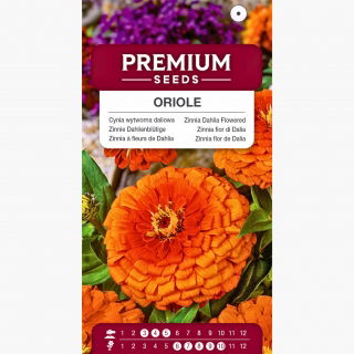 Cynia wytworna daliowa Oriole