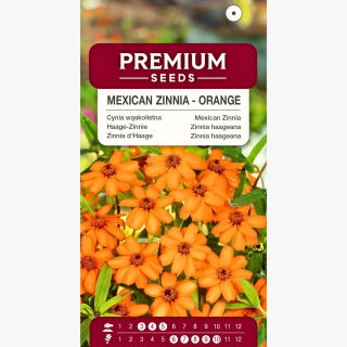 Cynia wąskolistna pomarańczowa