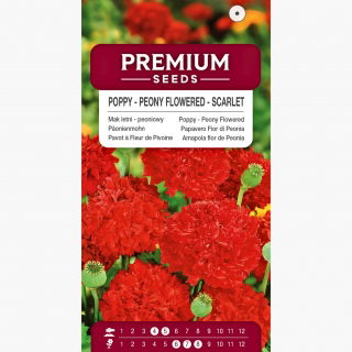 Mak letni - peoniowy, szkarłatny