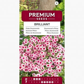 Floks Drummonda - Brilliant - rózowy z czerwonym oczkiem