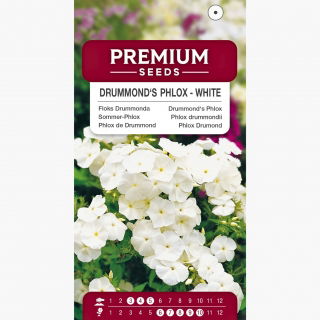 Floks Drummonda - biały