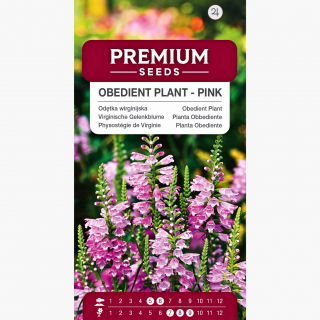 Odętka wirginijska - różowa