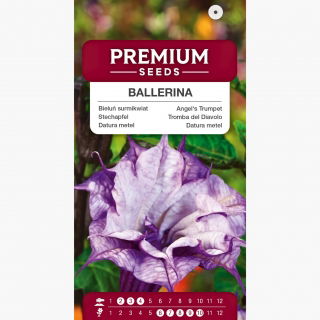 Bieluń surmikwiat Ballerina